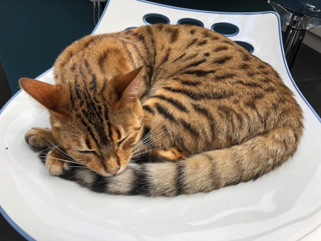 découvrez la quantité idéale de nourriture pour chat stérilisé, adaptée à ses besoins nutritionnels spécifiques pour maintenir une bonne santé et un poids optimal.