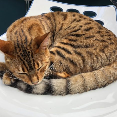 Les erreurs courantes à éviter dans le pronostic sportif