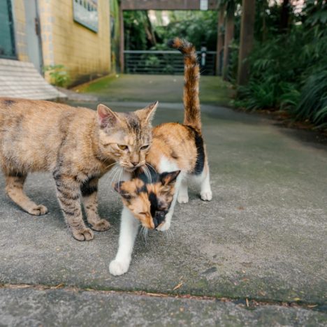 Hot Slice : avis sur la fiabilité et les gains du mini-jeu casino